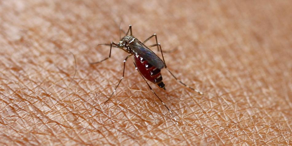 Brasil alerta por mosquito transmisor del dengue
