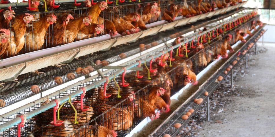 Ecuador declara emergencia zoosanitaria por brote de influenza aviar